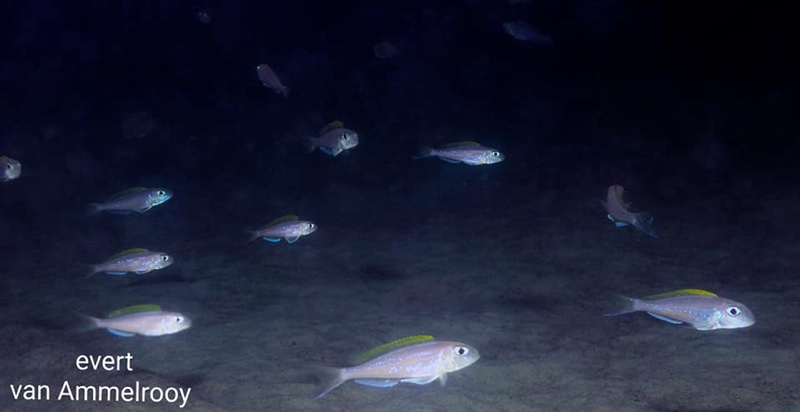 Xenotilapia flavipinnis 'Isanga Bay'